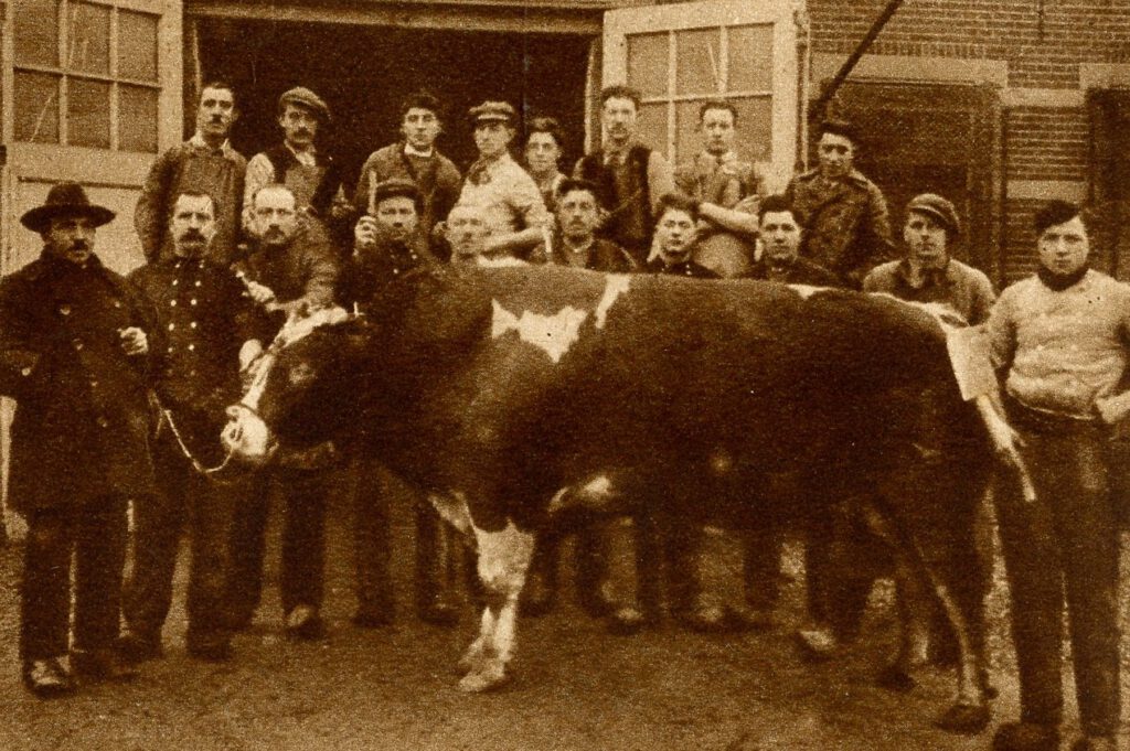 Aalten slaughterhouse with a bull weighing 1,920 pounds, 1927