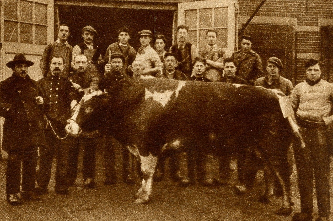 Slachthuis Aalten met stier van 1920 pond, 1927