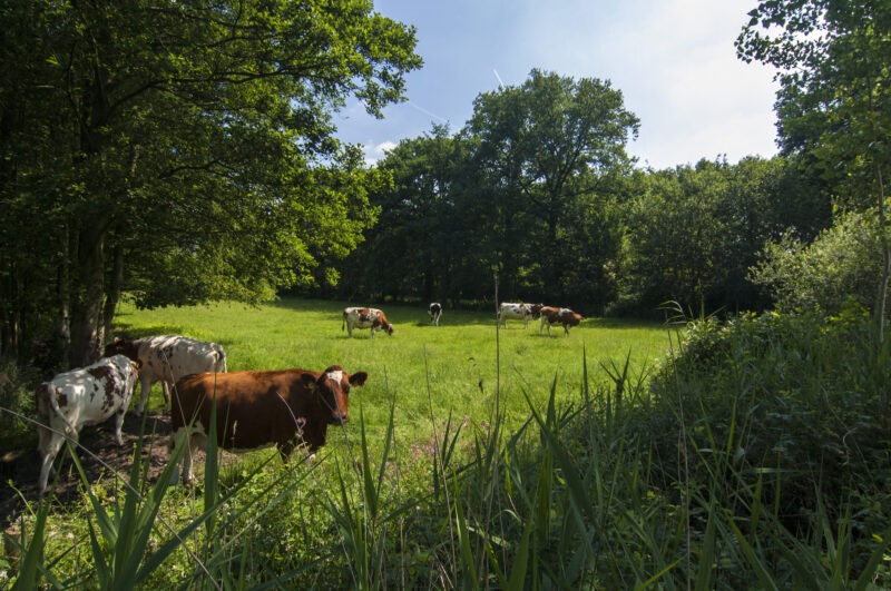 Foto: Aaltense Goor (bron: icoonlandschappen.nl)
