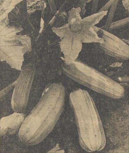Nieuwe vrucht die veel kan hebben, Kussa - Nieuwe Eindhovense Krant, 01-08-1962