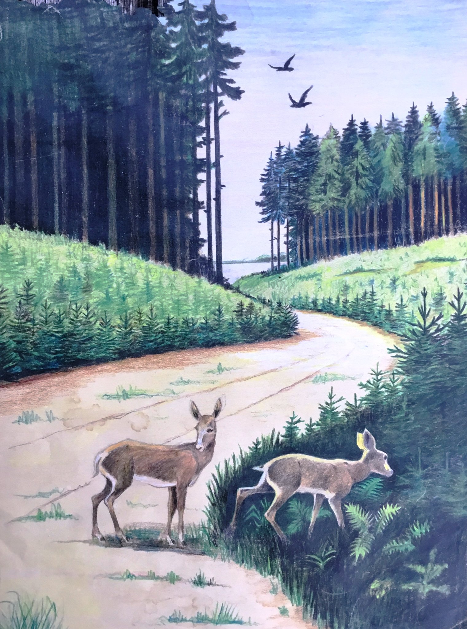 Piet Bloot - De hertjes van vader, kleurkrijt