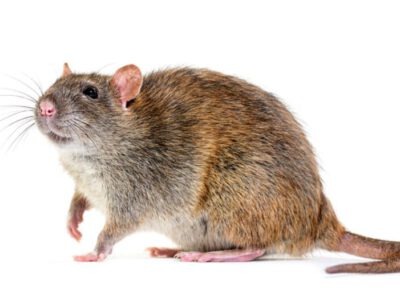 Brown rat